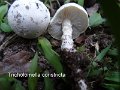 Tricholomella constricta-amf1897